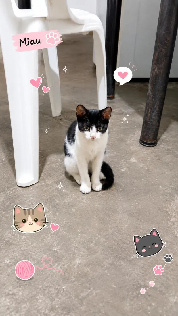 Gato raça SRD-ViraLata idade 2 a 6 meses nome Frajolinha