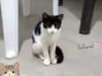Frajolinha