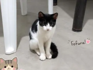 Gato raça SRD-ViraLata idade 2 a 6 meses nome Frajolinha