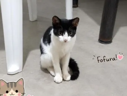 Gato raça SRD-ViraLata idade 2 a 6 meses nome Frajolinha