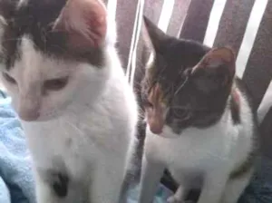 Gato raça SRD-ViraLata idade 7 a 11 meses nome dio e mel