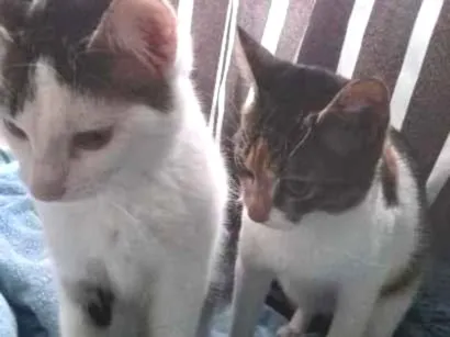 Gato raça SRD-ViraLata idade 7 a 11 meses nome dio e mel