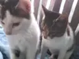 dio e mel