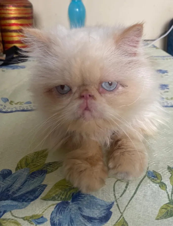Gato raça Persa idade 1 ano nome Clara