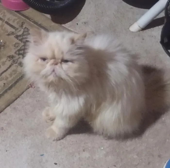 Gato raça Persa idade 1 ano nome Clara