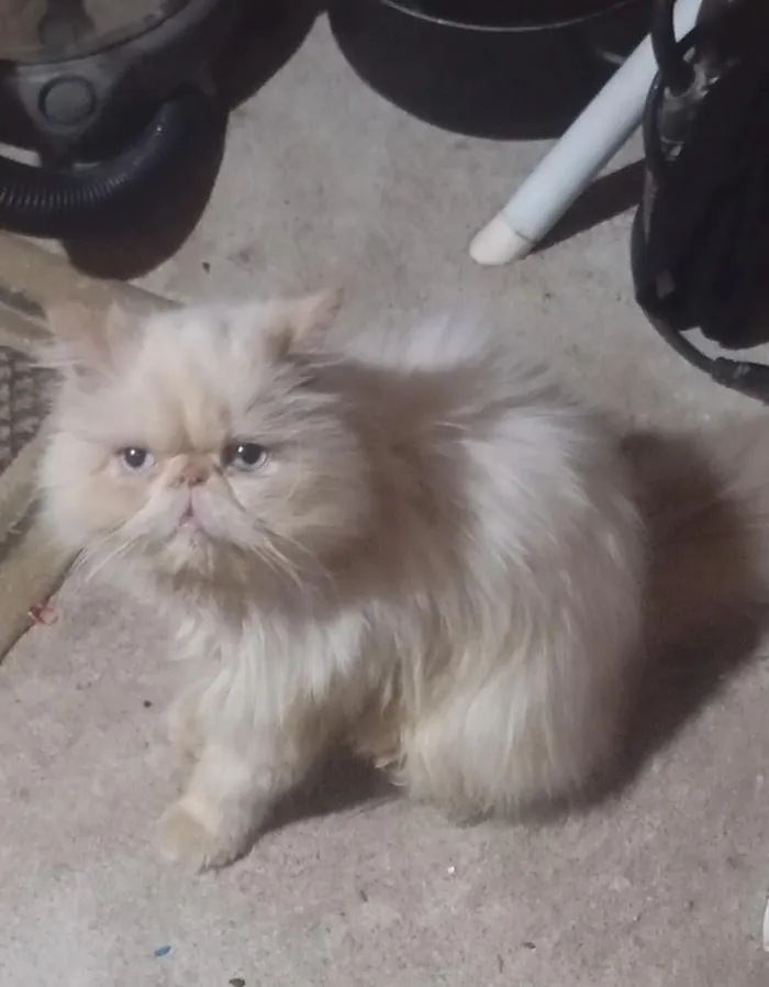 Gato raça Persa idade 1 ano nome Clara