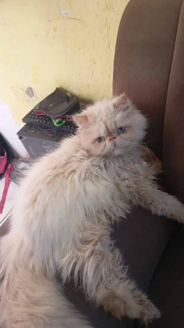 Gato raça Persa idade 1 ano nome Clara