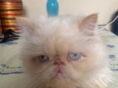 Gato raça Persa idade 1 ano nome Clara