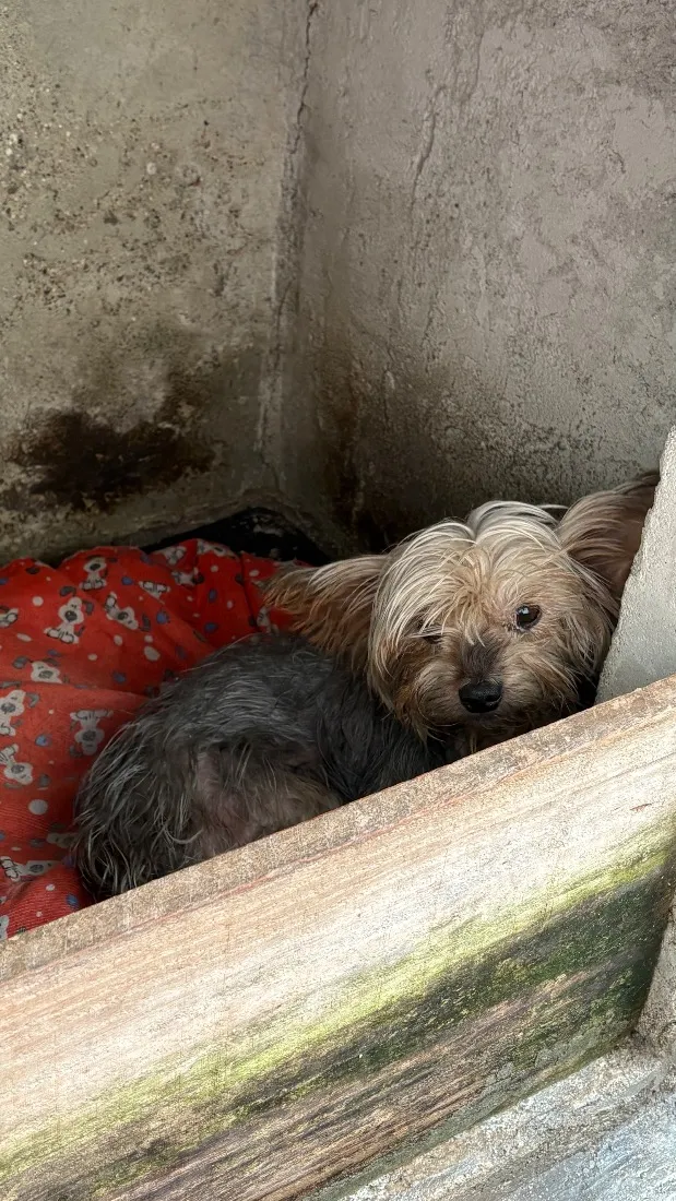 Cachorro raça SRD-ViraLata idade 6 ou mais anos nome Mutley