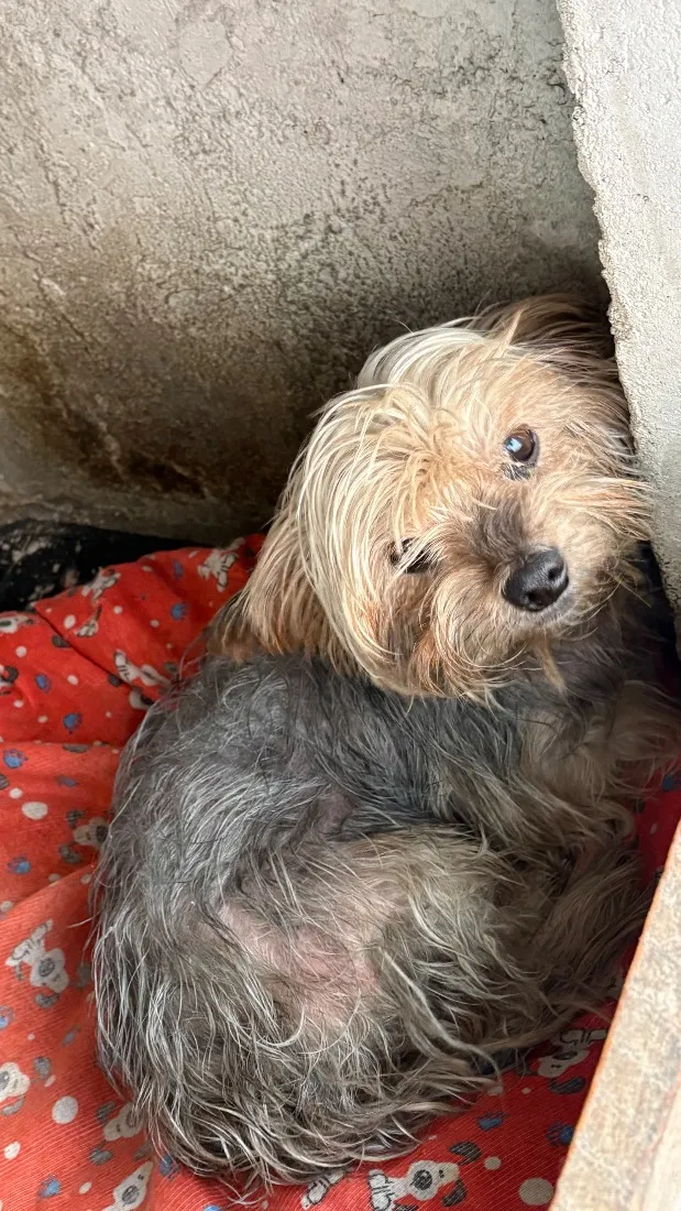 Cachorro raça SRD-ViraLata idade 6 ou mais anos nome Mutley