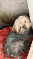 Mutley