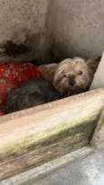 Mutley