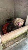 Mutley