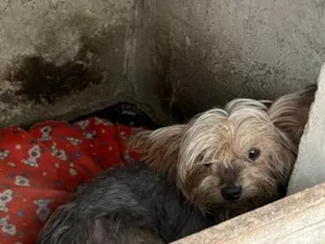 Cachorro raça SRD-ViraLata idade 6 ou mais anos nome Mutley