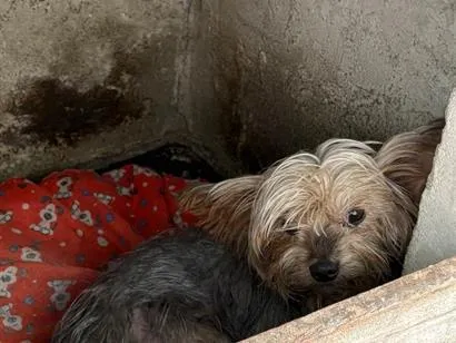 Cachorro raça SRD-ViraLata idade 6 ou mais anos nome Mutley