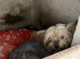 Mutley