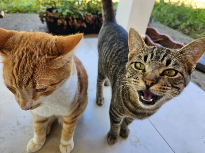 Gato raça SRD-ViraLata idade 2 a 6 meses nome sem nome