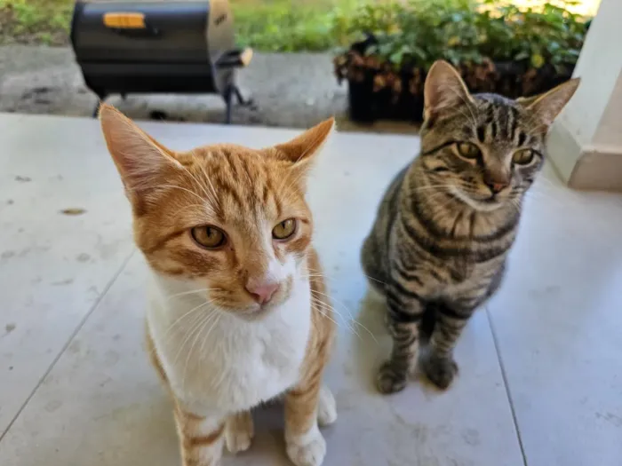 Gato raça SRD-ViraLata idade 2 a 6 meses nome sem nome