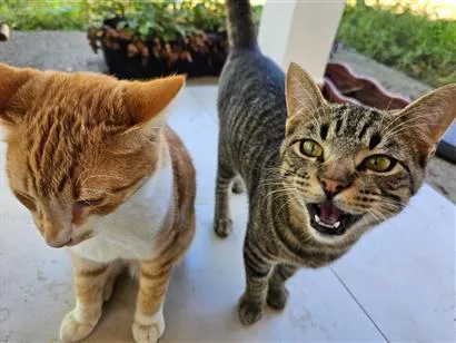 Gato raça SRD-ViraLata idade 2 a 6 meses nome sem nome