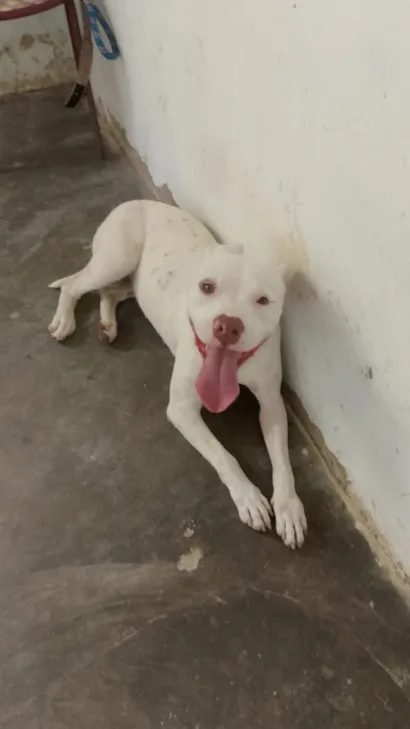 Cachorro raça Pit-Bull idade 3 anos nome Alexa 