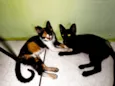 Bonitinha e pretão