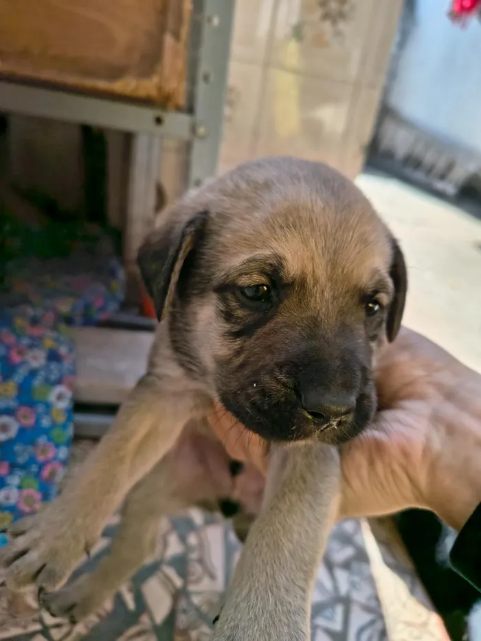 Cachorro raça Labrador idade Abaixo de 2 meses nome NN tem