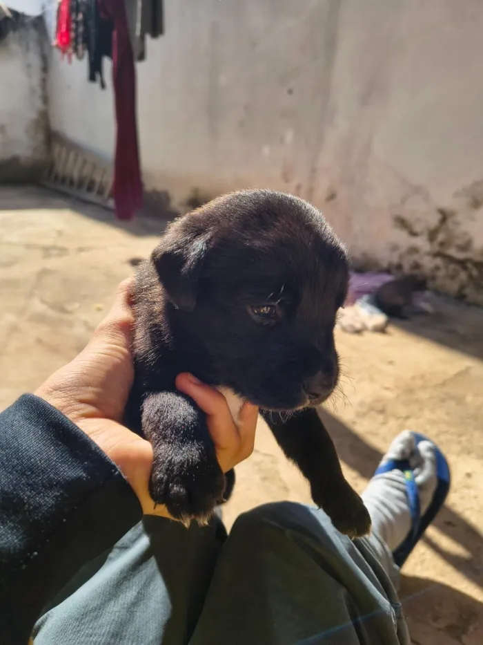 Cachorro raça Labrador idade Abaixo de 2 meses nome NN tem