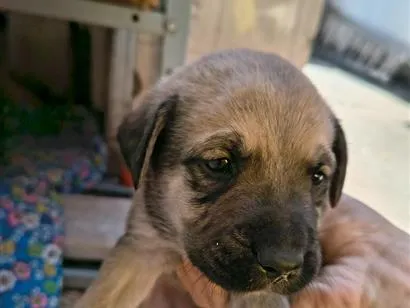 Cachorro raça Labrador idade Abaixo de 2 meses nome NN tem