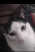 tom 