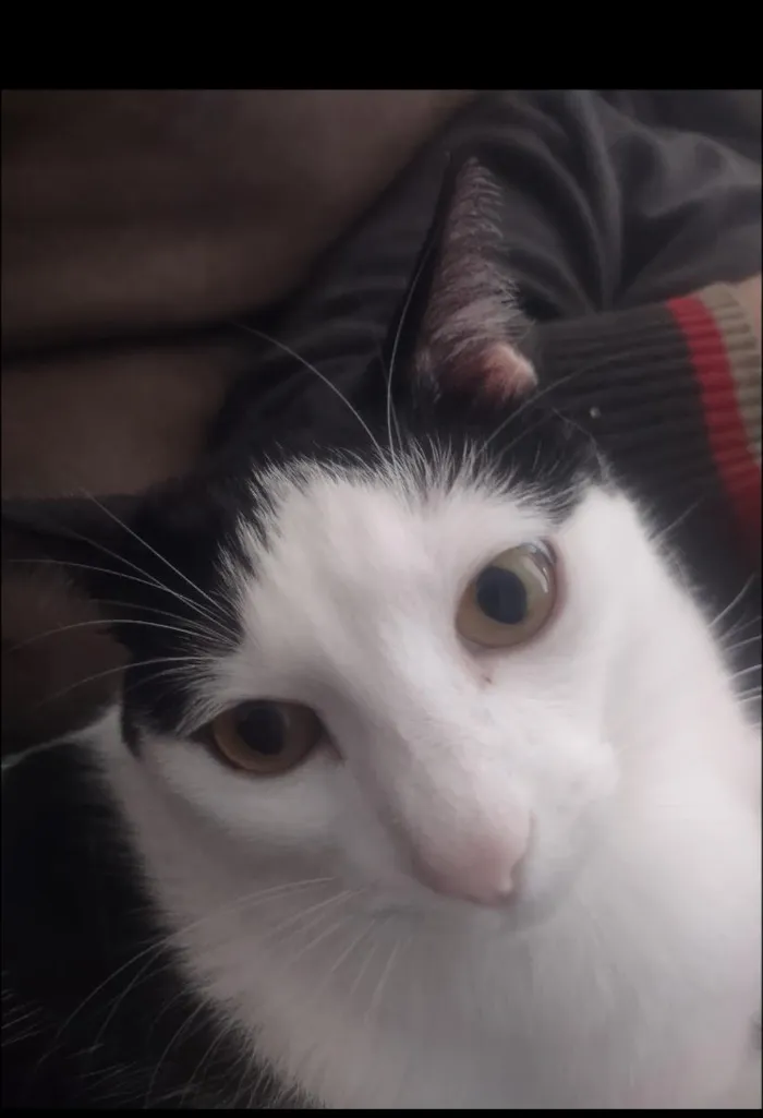 Gato raça SRD-ViraLata idade 2 anos nome tom 