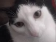 tom 