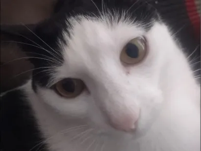 Gato raça SRD-ViraLata idade 2 anos nome tom 