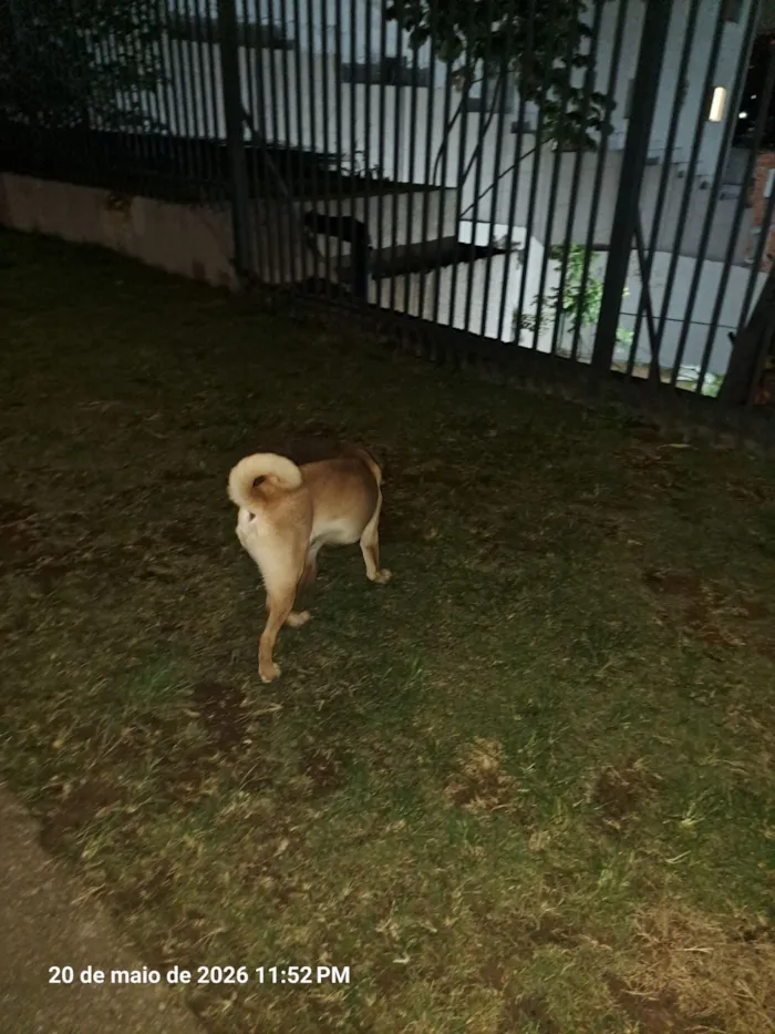 Cachorro raça SRD-ViraLata idade 2 a 6 meses nome Gohan