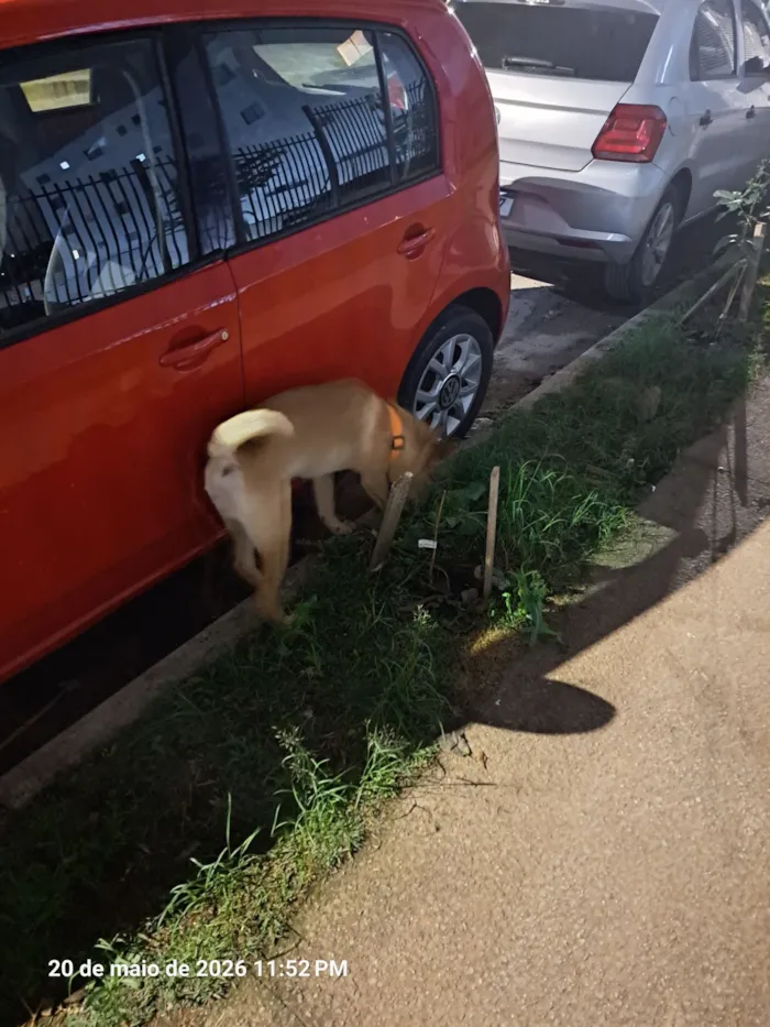 Cachorro raça SRD-ViraLata idade 2 a 6 meses nome Gohan