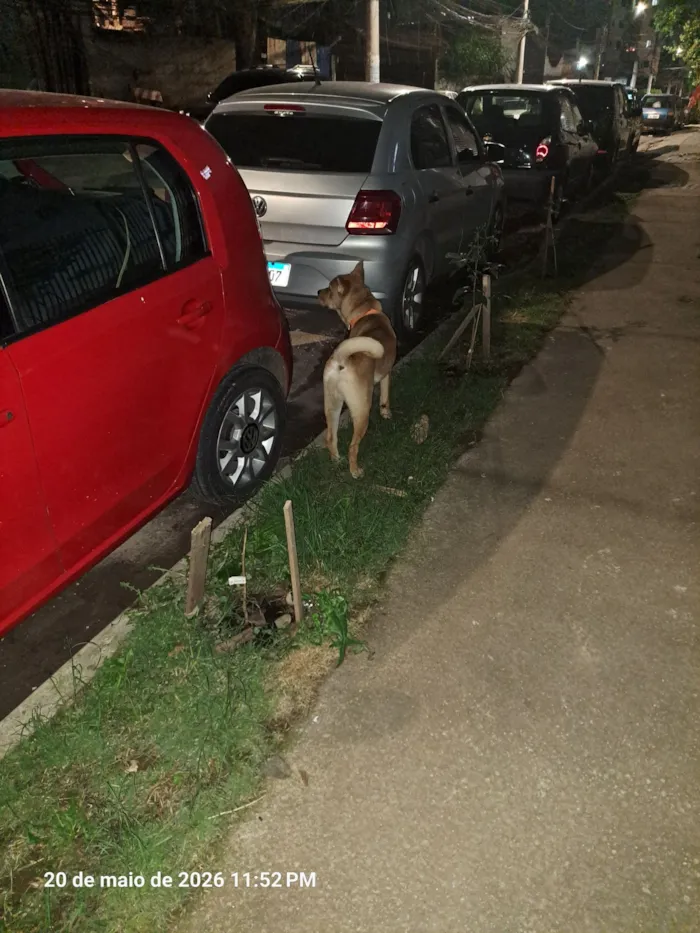 Cachorro raça SRD-ViraLata idade 2 a 6 meses nome Gohan