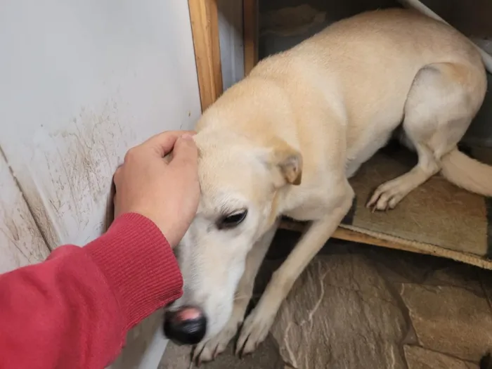Cachorro raça SRD-ViraLata idade 5 anos nome Uni