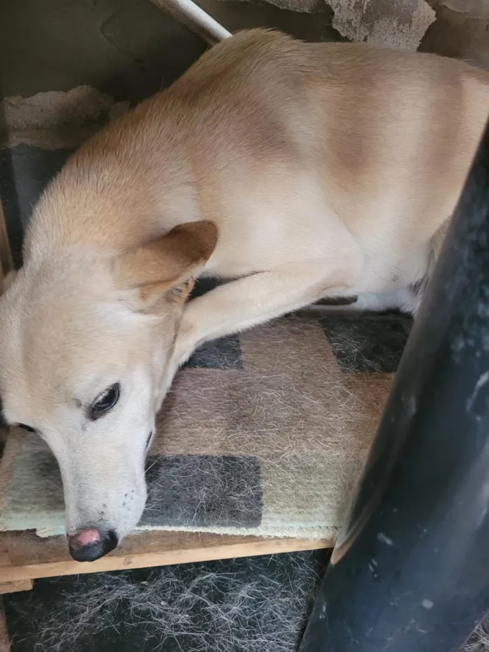 Cachorro raça SRD-ViraLata idade 5 anos nome Uni