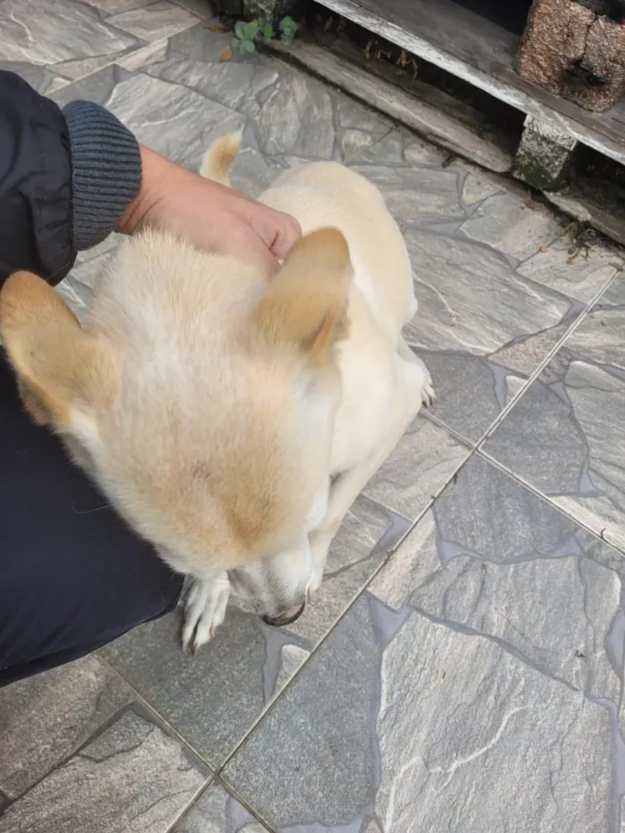 Cachorro raça SRD-ViraLata idade 5 anos nome Uni