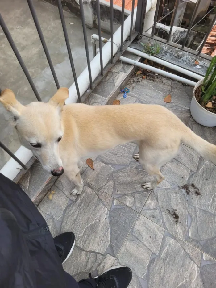 Cachorro raça SRD-ViraLata idade 5 anos nome Uni