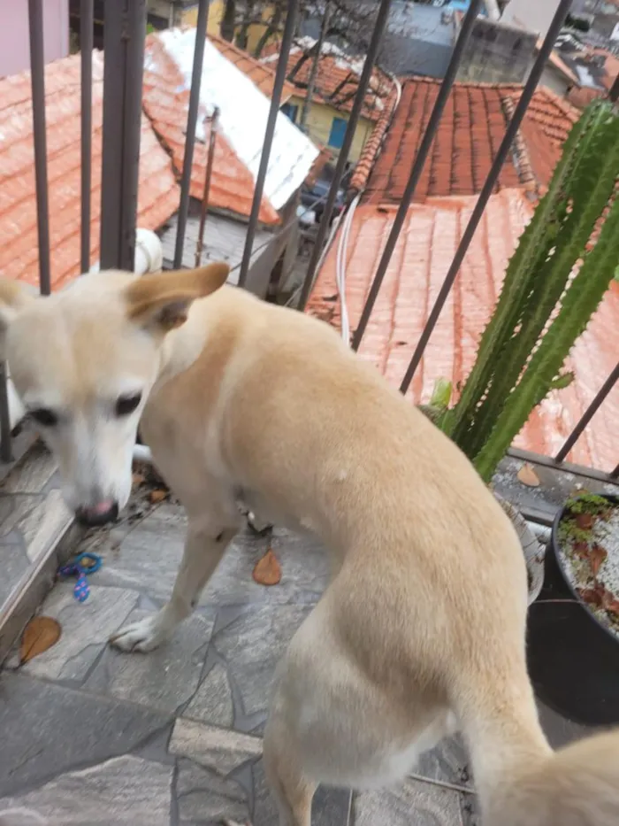 Cachorro raça SRD-ViraLata idade 5 anos nome Uni