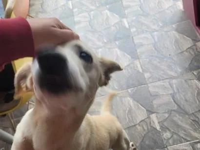 Cachorro raça SRD-ViraLata idade 5 anos nome Uni