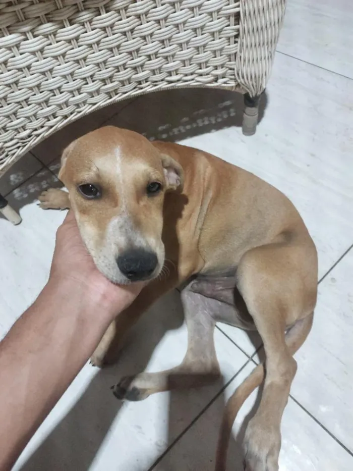 Cachorro raça SRD-ViraLata idade 2 a 6 meses nome josé