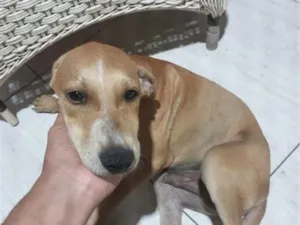 Cachorro raça SRD-ViraLata idade 2 a 6 meses nome josé