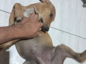 Cachorro raça SRD-ViraLata idade 2 a 6 meses nome nina