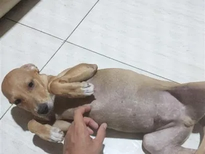 Cachorro raça SRD-ViraLata idade 2 a 6 meses nome chico