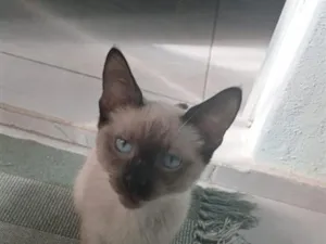 Gato raça Siamês idade 2 a 6 meses nome Theo 