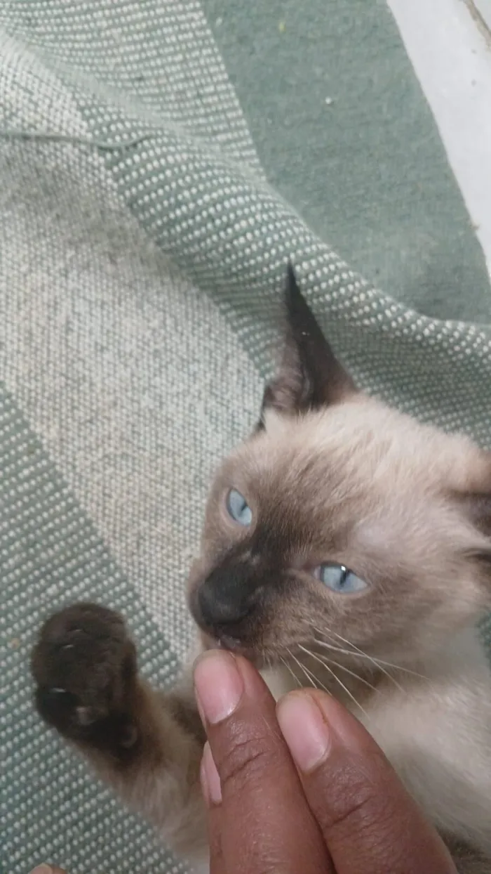 Gato raça Siamês idade 2 a 6 meses nome Theo 
