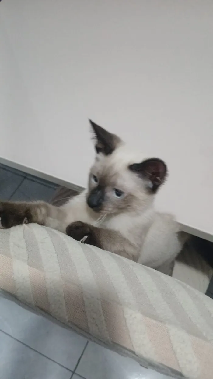 Gato raça Siamês idade 2 a 6 meses nome Theo 