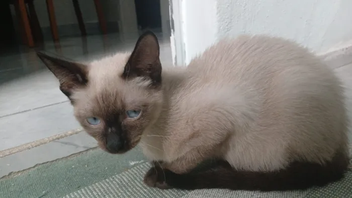 Gato raça Siamês idade 2 a 6 meses nome Theo 