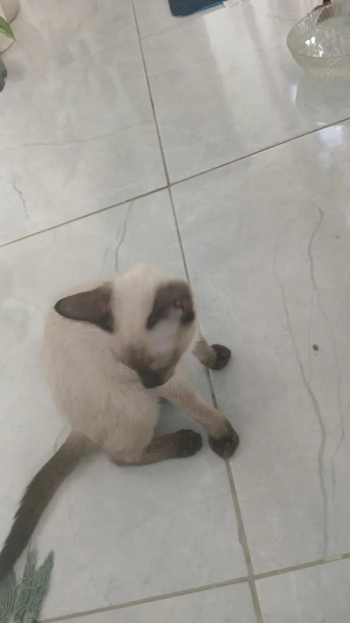 Gato raça Siamês idade 2 a 6 meses nome Theo 